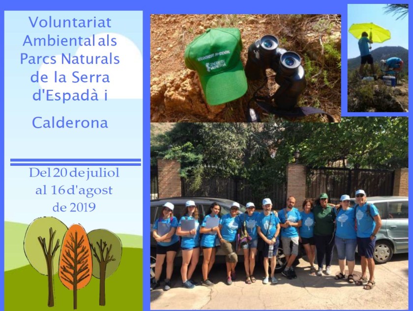 Voluntariat SASE.jpg